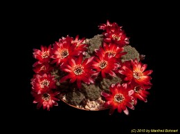 Sulcorebutia pasopayana WR593 2126